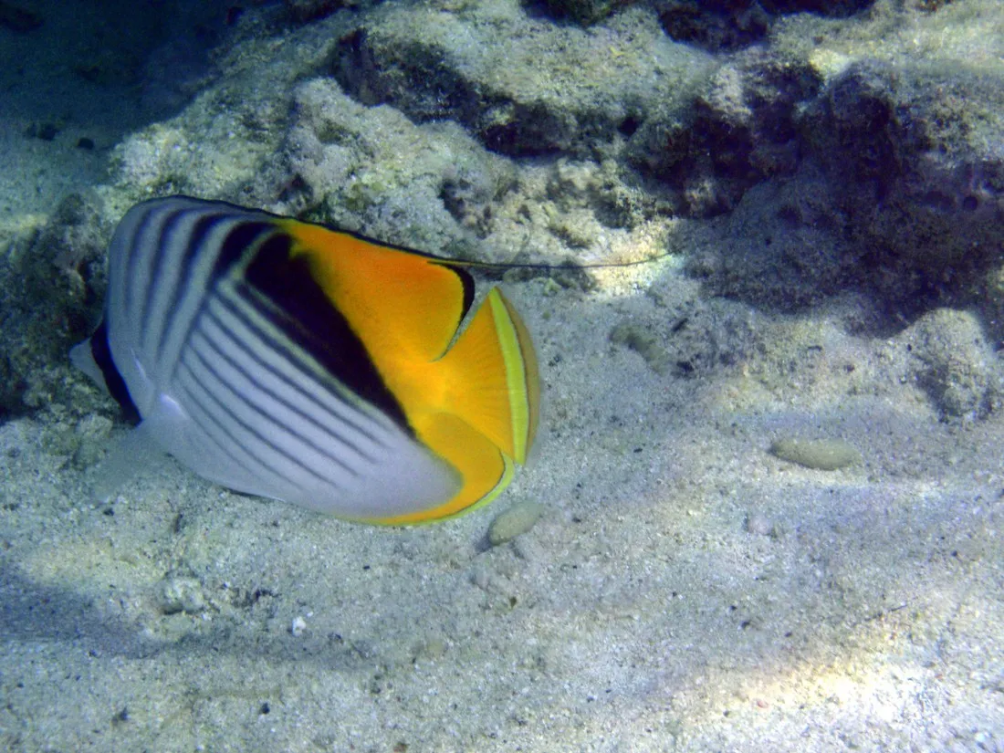 ecolodge-nakari-village-marsa-alam-7267e