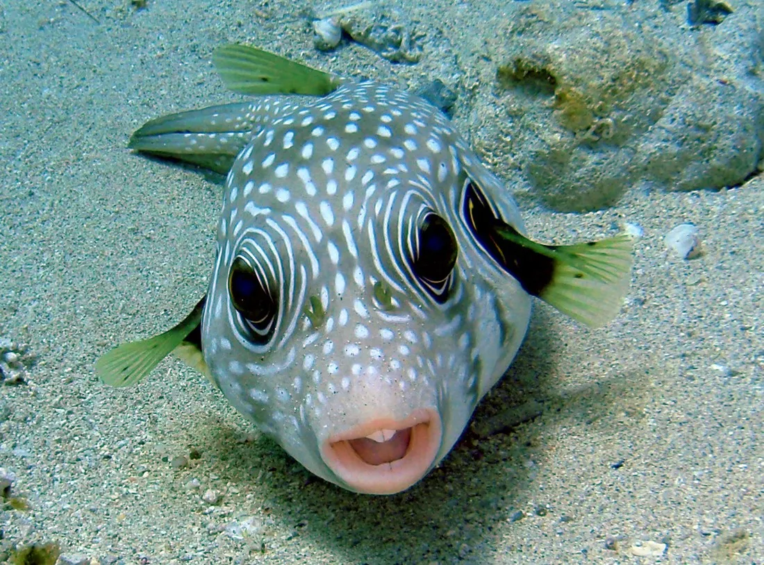 ecolodge-nakari-village-marsa-alam-tgoks