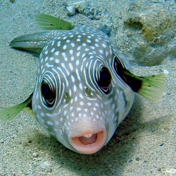 ecolodge-nakari-village-marsa-alam-tgoks