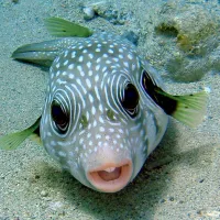ecolodge-nakari-village-marsa-alam-tgoks