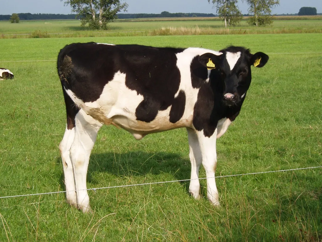 de-geele-bosch-oldeholtwolde-rkjsg
