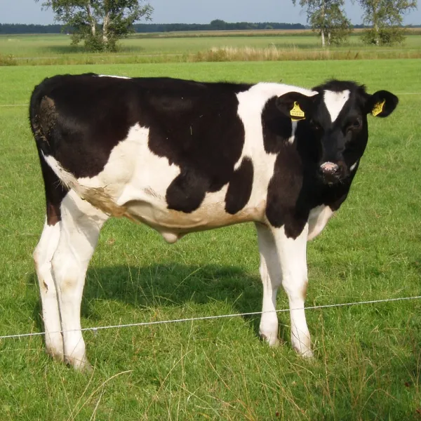de-geele-bosch-oldeholtwolde-rkjsg