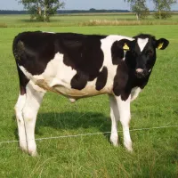De Geele Bosch