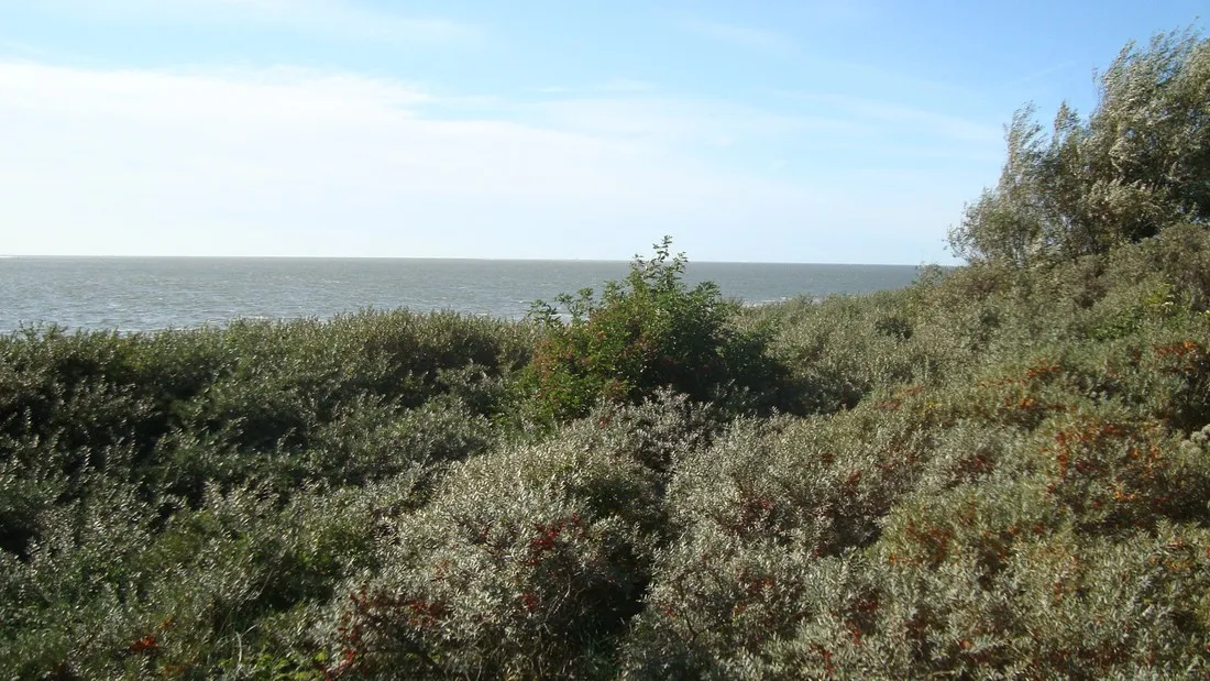 de-houten-paardjes-rockanje-b3klq