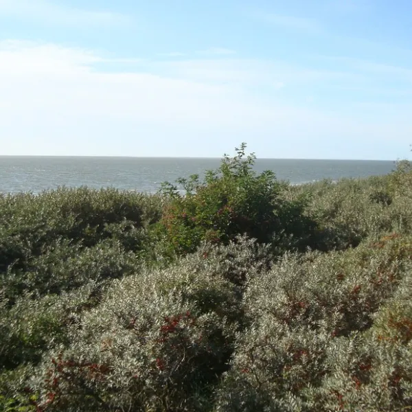 de-houten-paardjes-rockanje-b3klq