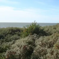 de-houten-paardjes-rockanje-b3klq