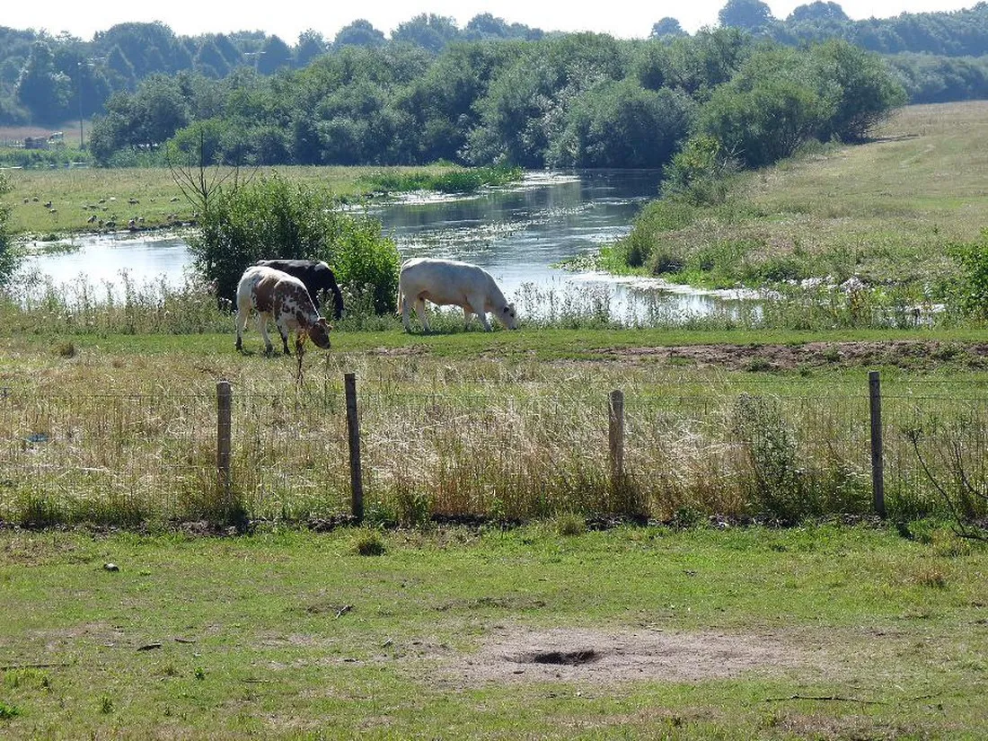 minicamping-het-zwammetje-gennep-milsbeek-oiygl