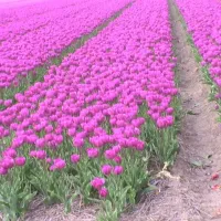 huis-in-t-veld-paasloo-in8q6