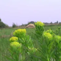 huis-in-t-veld-paasloo-kjl3q