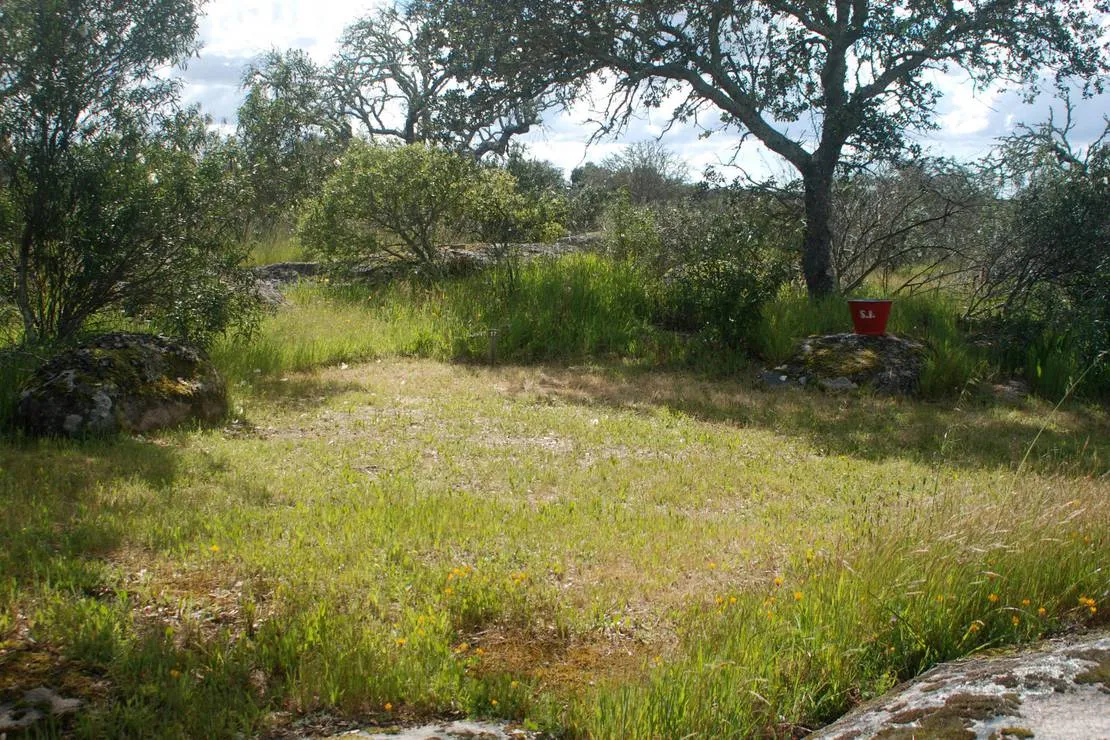bubulcus-bolotas-camping-vimieiro-9sopj