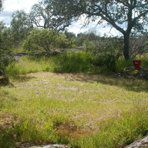 bubulcus-bolotas-camping-vimieiro-9sopj