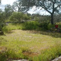 bubulcus-bolotas-camping-vimieiro-9sopj