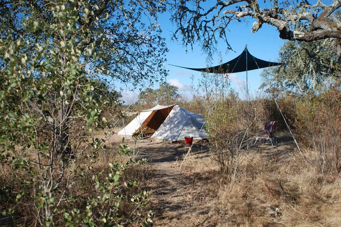 bubulcus-bolotas-camping-vimieiro-abfou