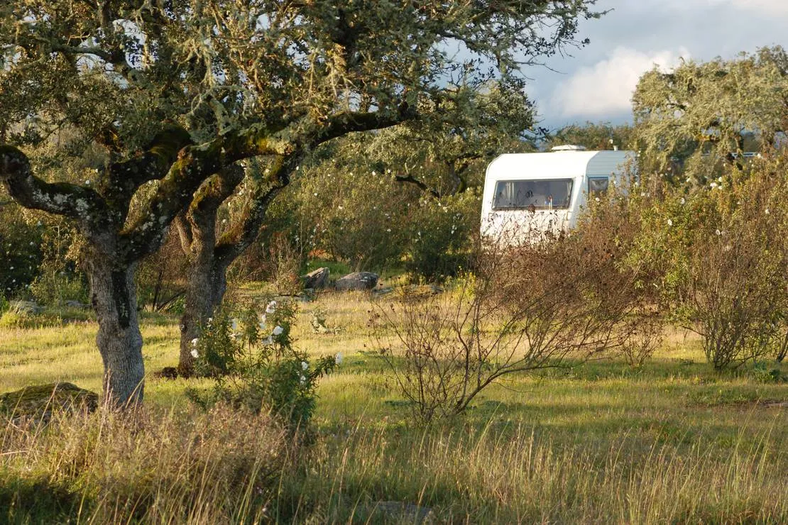 bubulcus-bolotas-camping-vimieiro-clgpo