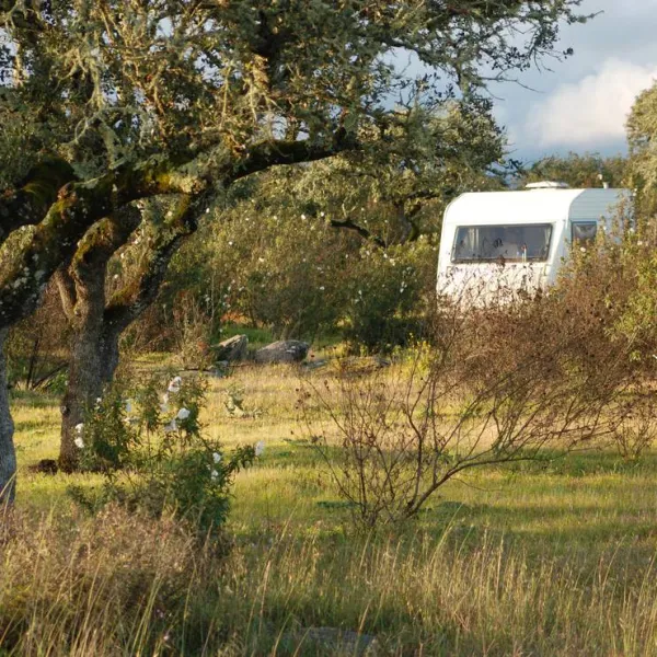 bubulcus-bolotas-camping-vimieiro-clgpo