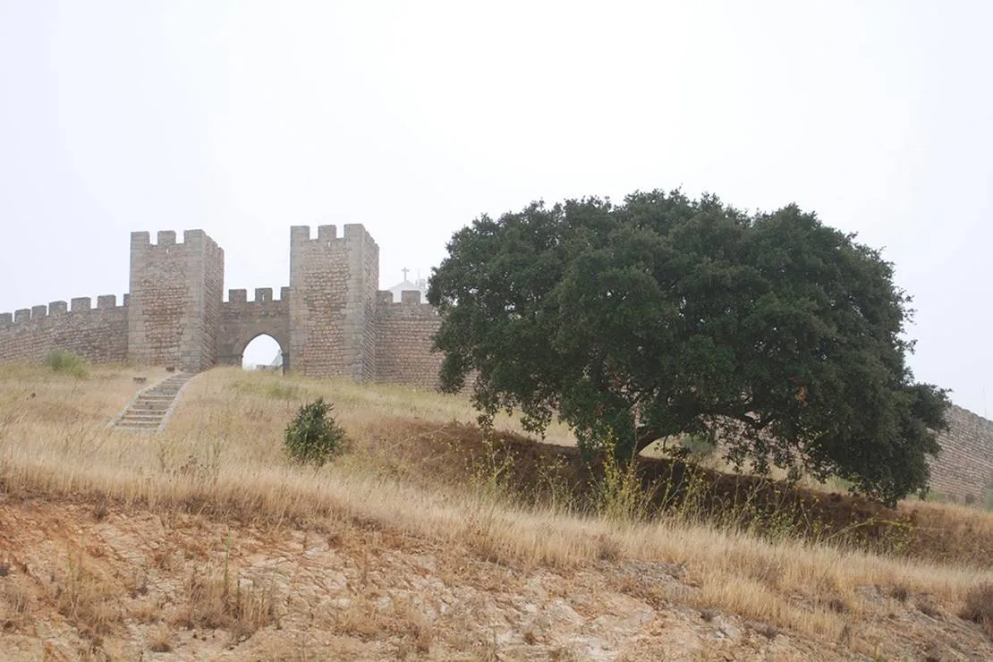 bubulcus-bolotas-camping-vimieiro-dxgmh