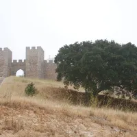 bubulcus-bolotas-camping-vimieiro-dxgmh