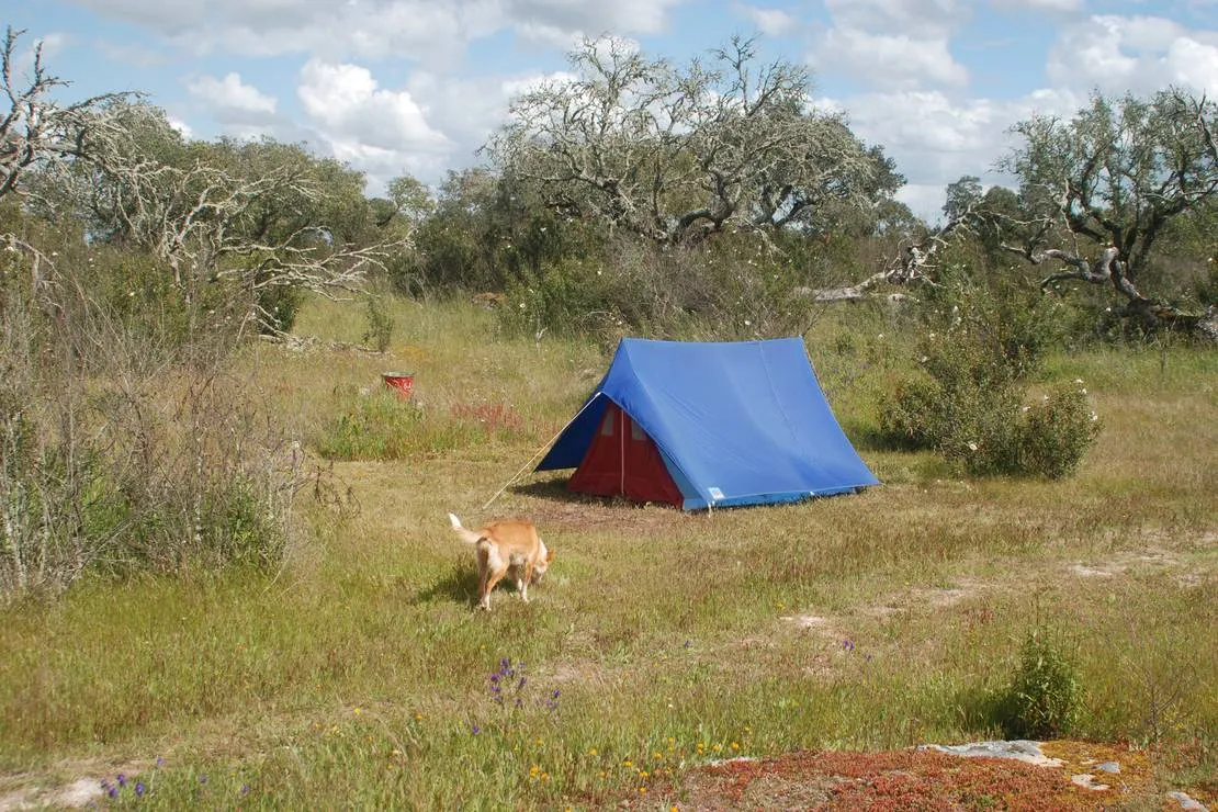 bubulcus-bolotas-camping-vimieiro-g7vuw