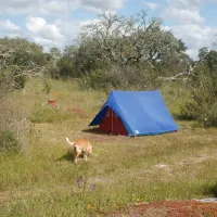 bubulcus-bolotas-camping-vimieiro-g7vuw