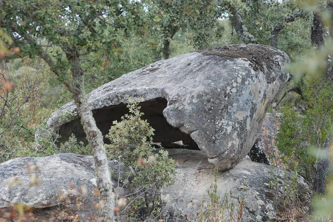 bubulcus-bolotas-camping-vimieiro-mjalw