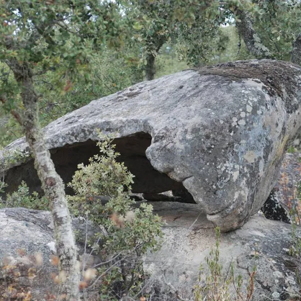 bubulcus-bolotas-camping-vimieiro-mjalw