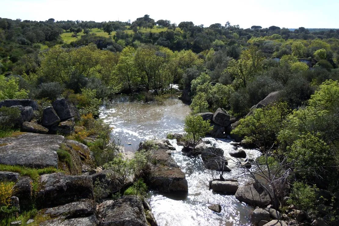 bubulcus-bolotas-camping-vimieiro-rurps