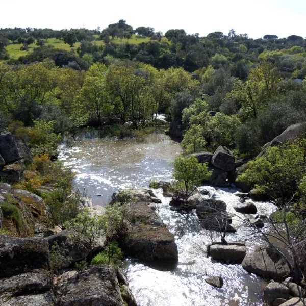 bubulcus-bolotas-camping-vimieiro-rurps