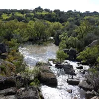 bubulcus-bolotas-camping-vimieiro-rurps