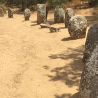 bubulcus-bolotas-camping-vimieiro-zecjw