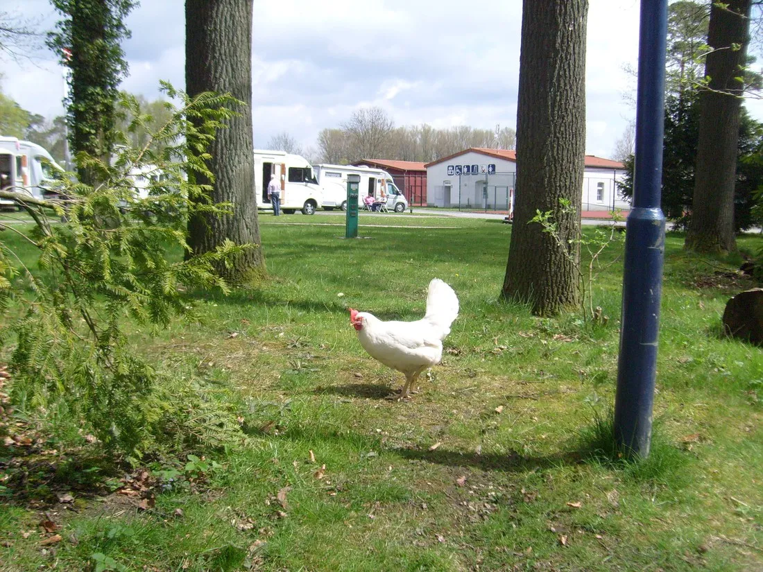 campotel-bad-rothenfelde-bad-rothenfelde-teutoburger-woud-zndka