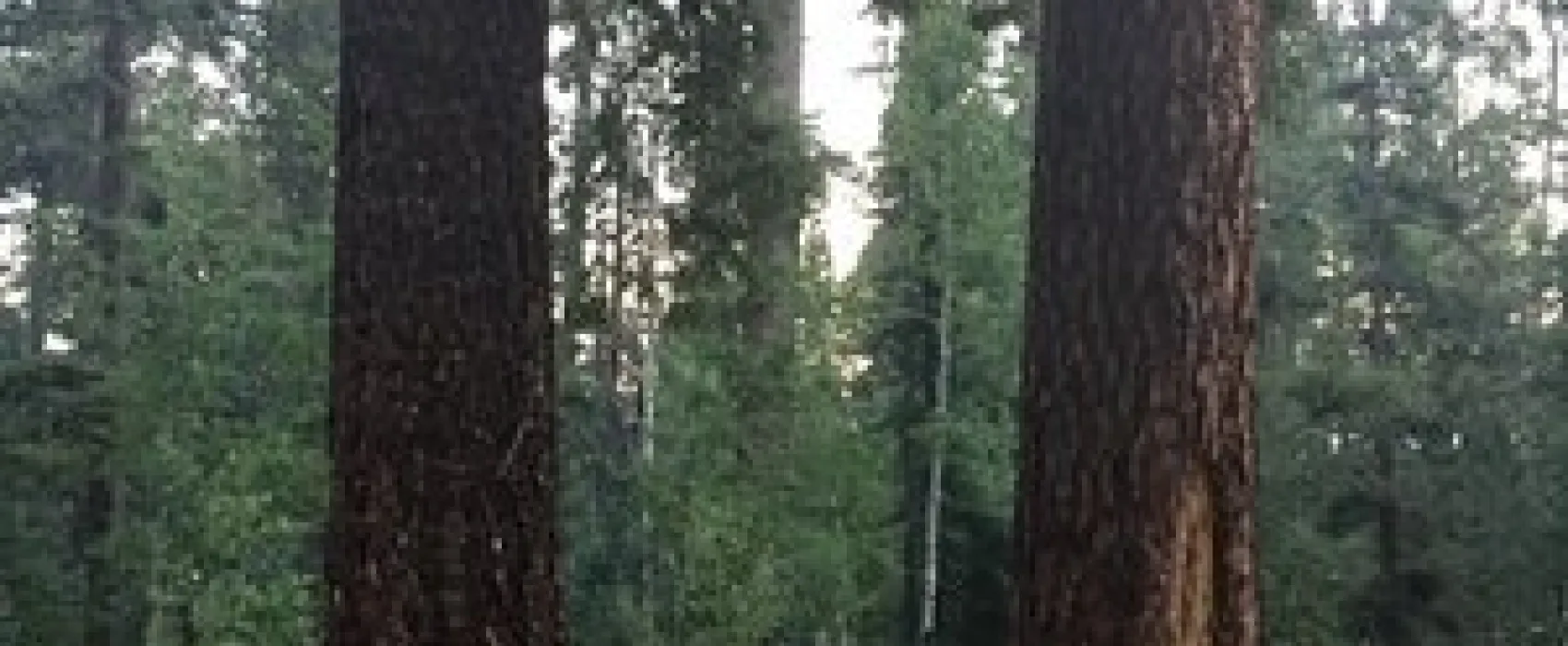 Grayling Campground