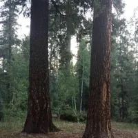 grayling-campground-eagar-awms2