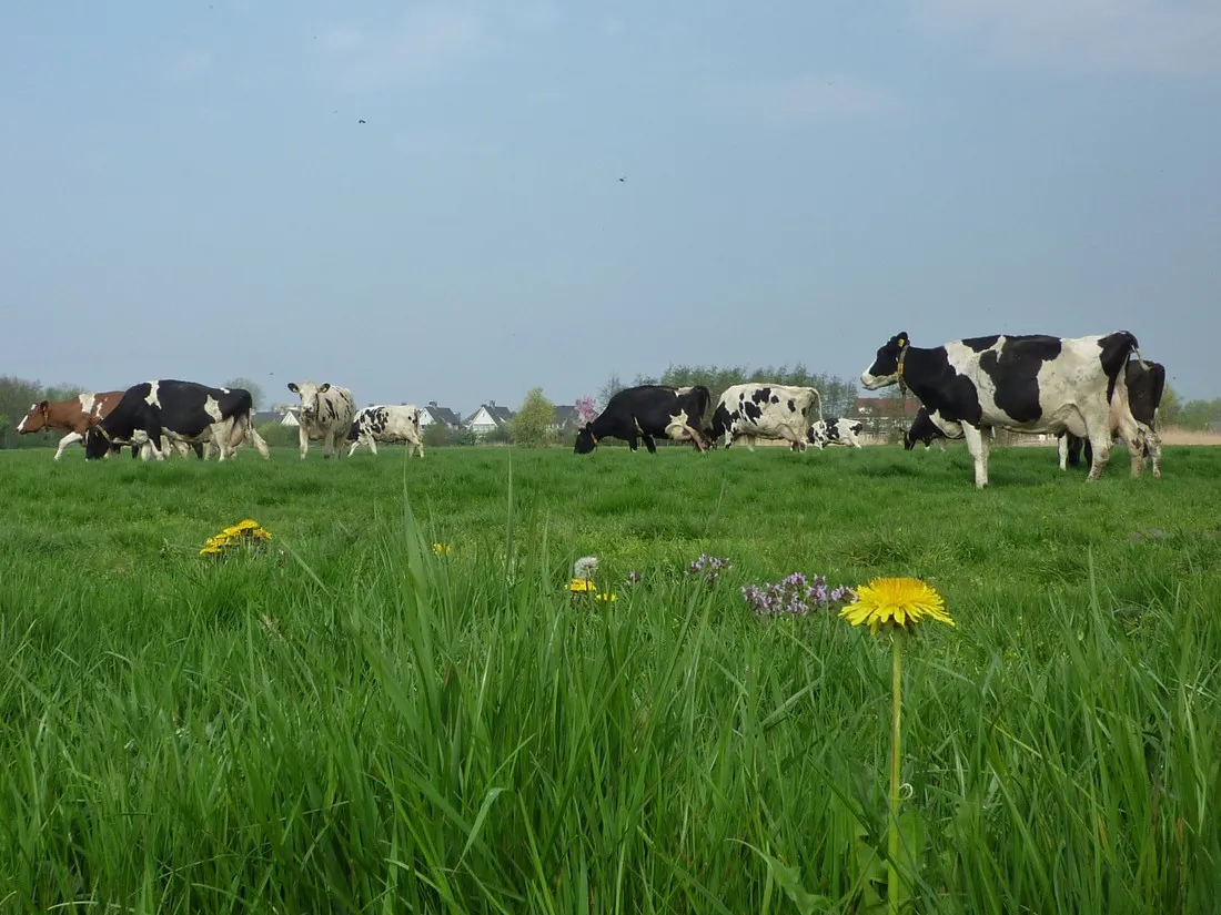 boerencamping-de-kei-castricum-cotue