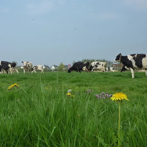 boerencamping-de-kei-castricum-cotue