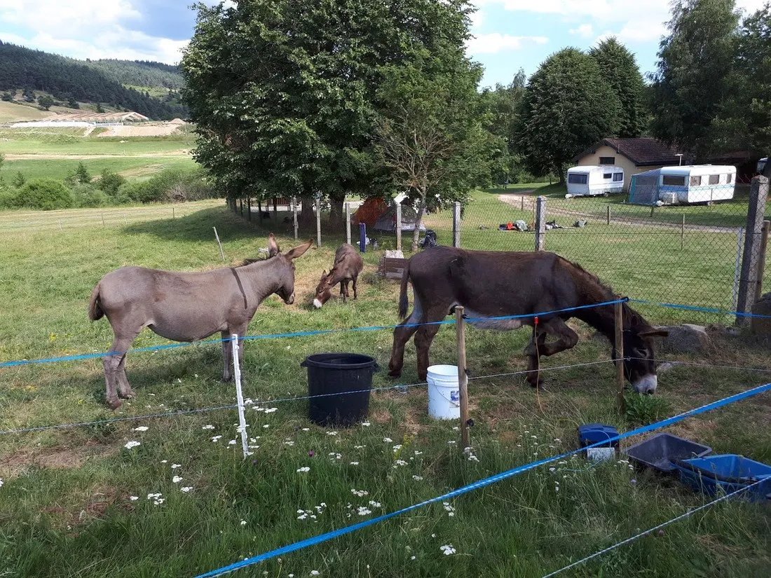 la-cigale-de-lallier-langogne-osfjj