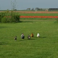 Eindeloos