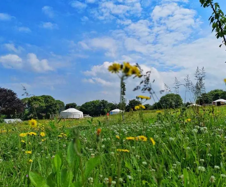 fir-hill-glamping-yurts-newquay-9mdje
