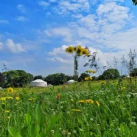 fir-hill-glamping-yurts-newquay-9mdje