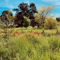painters-farm-campsite-faversham-kijoc
