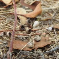 macquarie-woods-forestry-reserve-campground-guyong-0b6fh