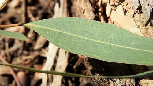 macquarie-woods-forestry-reserve-campground-guyong-6xjyi