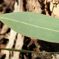 macquarie-woods-forestry-reserve-campground-guyong-6xjyi