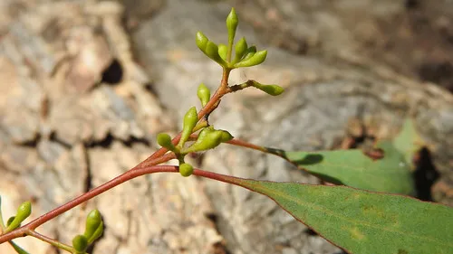macquarie-woods-forestry-reserve-campground-guyong-bxnie