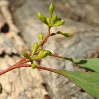 macquarie-woods-forestry-reserve-campground-guyong-bxnie