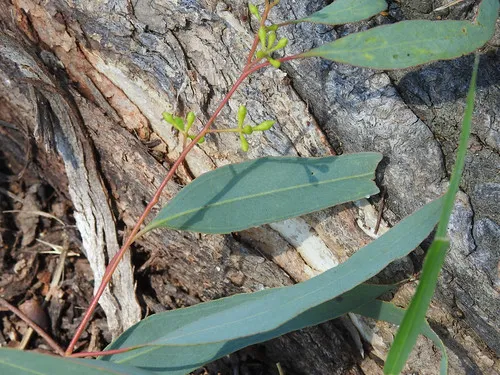 macquarie-woods-forestry-reserve-campground-guyong-fucom