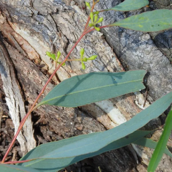macquarie-woods-forestry-reserve-campground-guyong-fucom