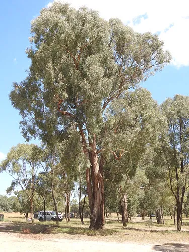 macquarie-woods-forestry-reserve-campground-guyong-zcjw9