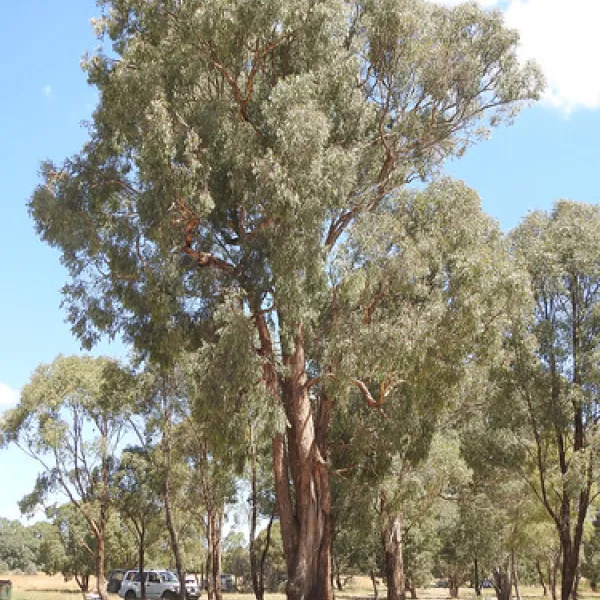 macquarie-woods-forestry-reserve-campground-guyong-zcjw9
