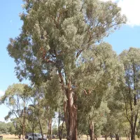 macquarie-woods-forestry-reserve-campground-guyong-zcjw9
