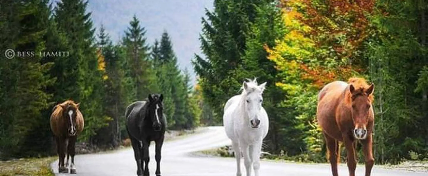 Valbona Eco Camping